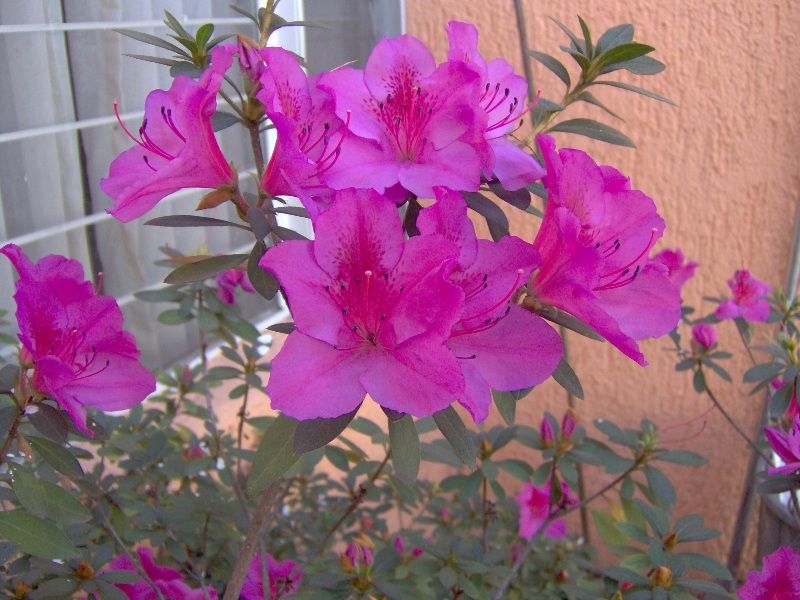 Foto de Guadalajara, México