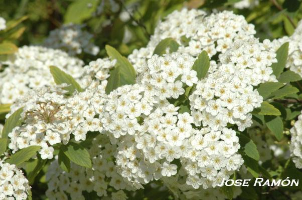 Foto de Jerez de la Frontera (Cádiz), España
