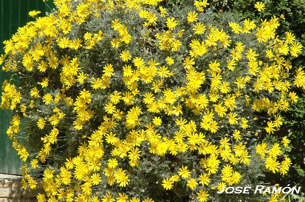 Foto de Jerez de la Frontera (Cádiz), España