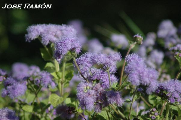 Foto de Jerez de la Frontera (Cádiz), España
