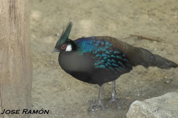 Foto de Jerez de la Frontera (Cádiz), España