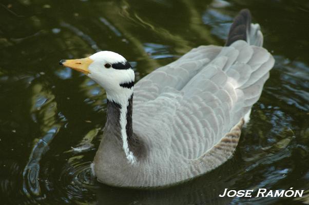 Foto de Jerez de la Frontera (Cádiz), España