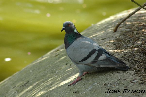 Foto de Jerez de la Frontera (Cádiz), España