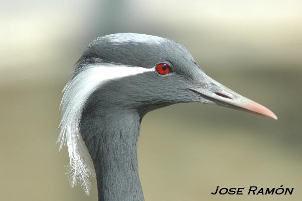 Foto de Jerez de la Frontera (Cádiz), España