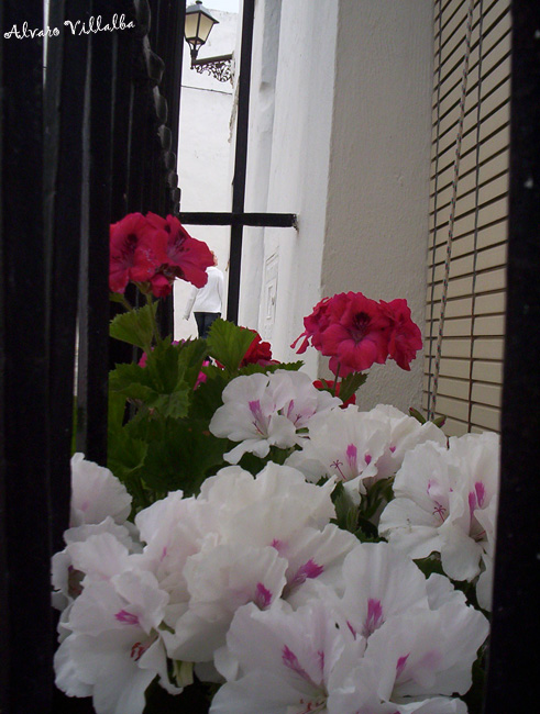 Foto de Vejer de la Frontera (Cádiz), España