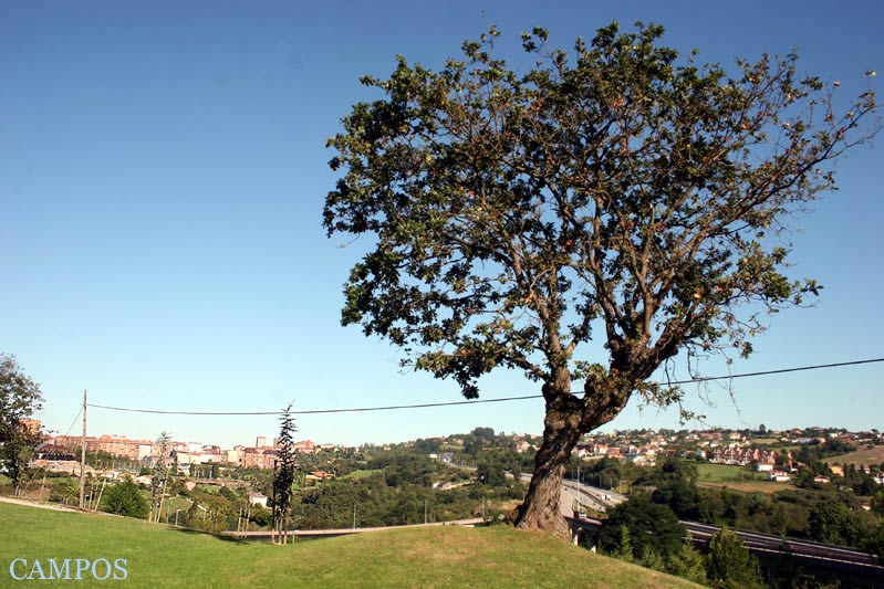 Foto de Oviedo (Asturias), España