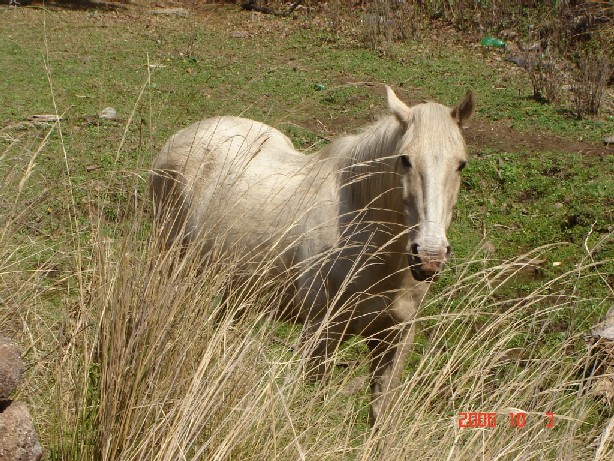 Foto de Trapiche, San Luis., Argentina