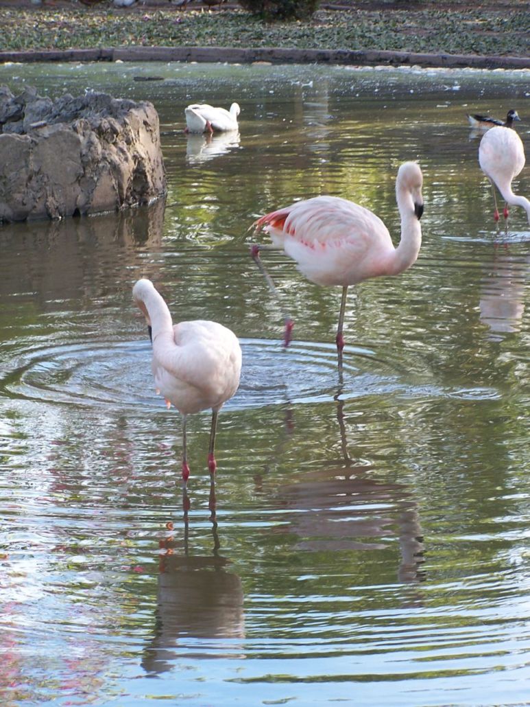 Foto de Benavídez, Buenos Aires, Argentina