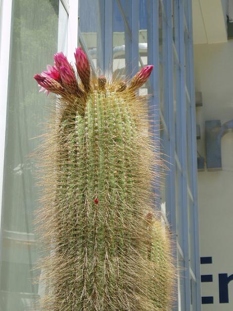 Foto de Oruro, Bolivia