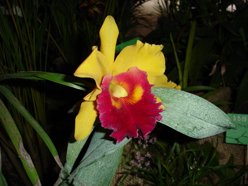 Foto de Ciudad Guayana, Venezuela