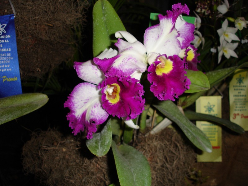 Foto de Ciudad Guayana, Venezuela