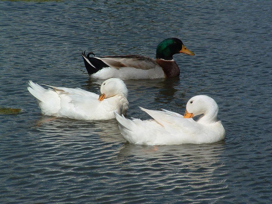 Foto de Casablanca, Chile