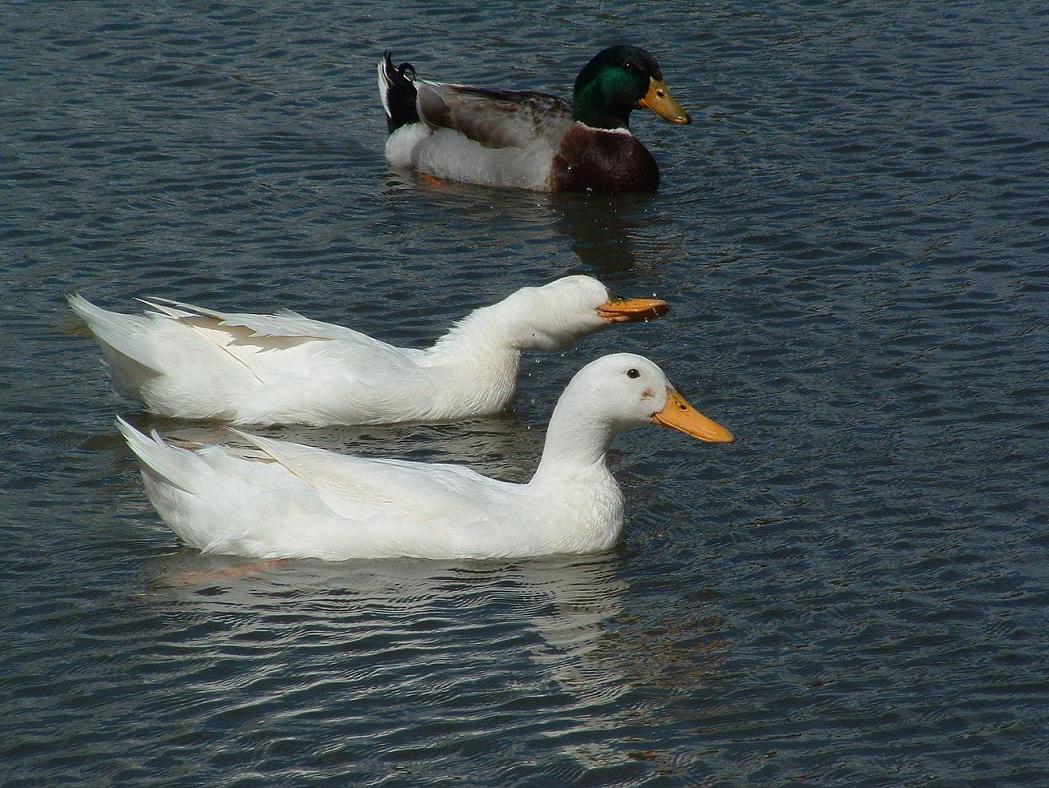 Foto de Casablanca, Chile