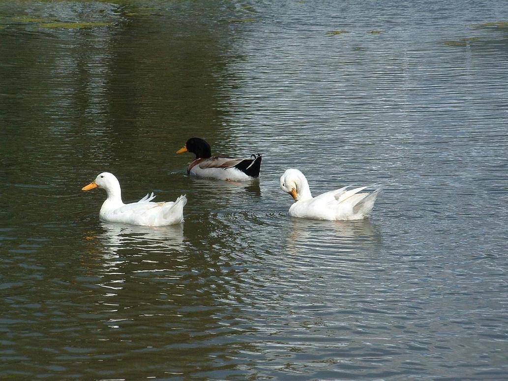 Foto de Casablanca, Chile