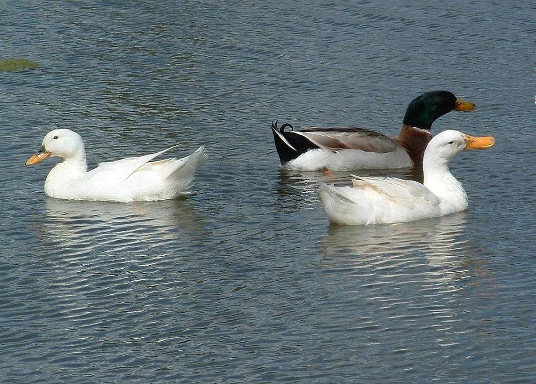 Foto de Casablanca, Chile