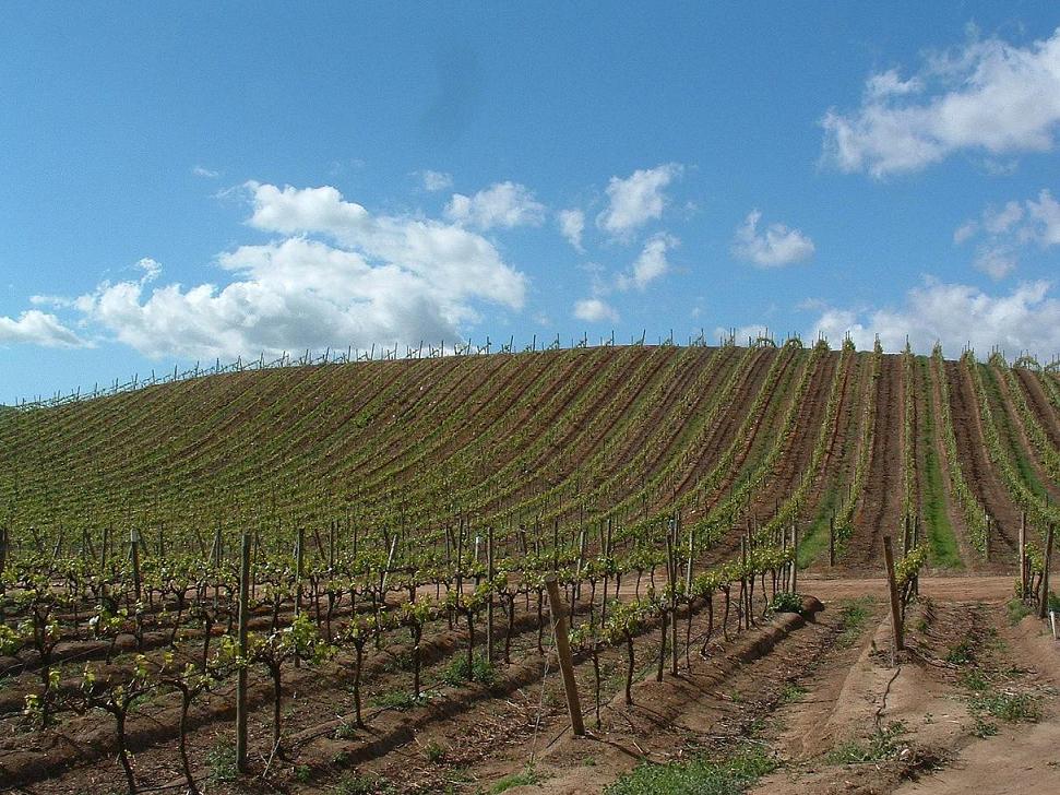 Foto de Casablanca, Chile