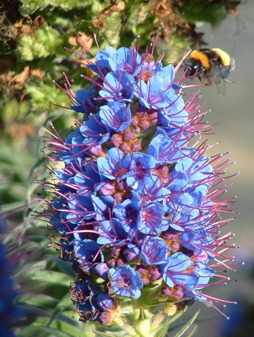 Foto de Algarrobo, Chile