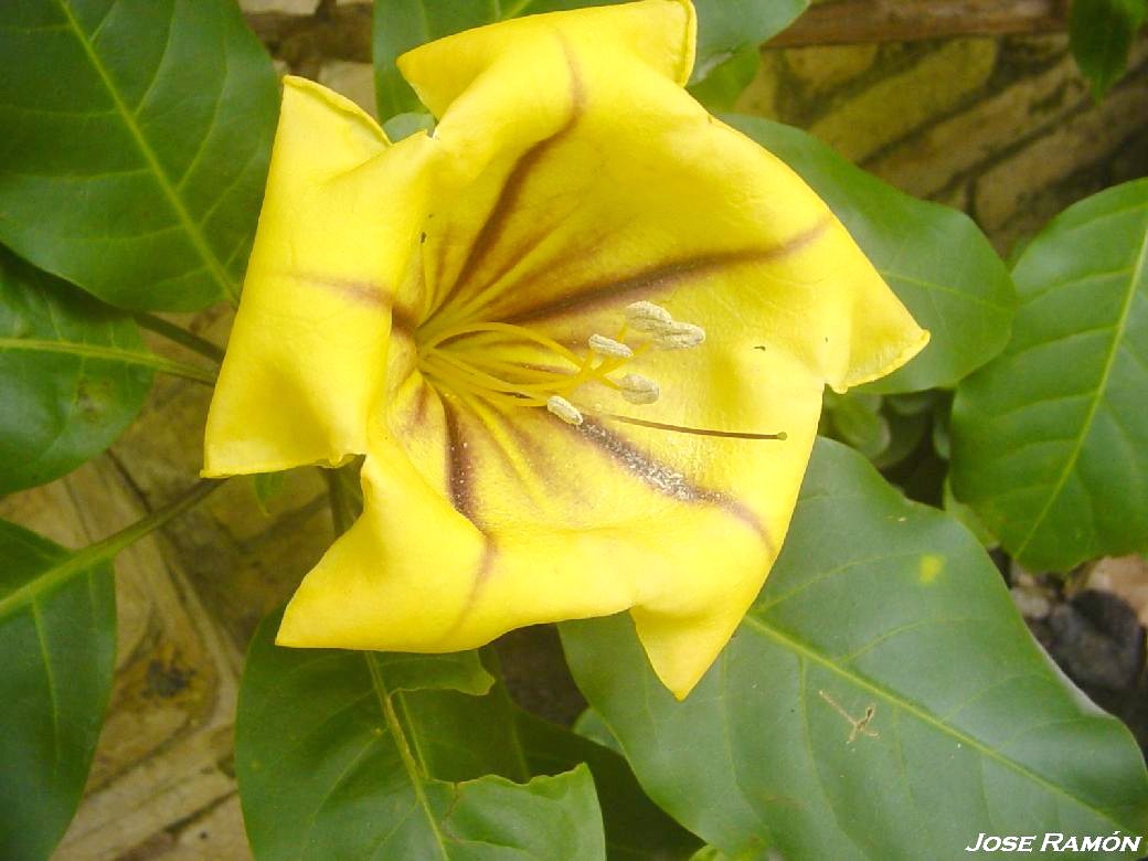 Foto de Jerez de la Frontera (Cádiz), España