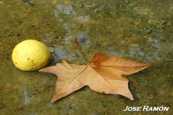 Foto de Jerez de la Frontera (Cádiz), España