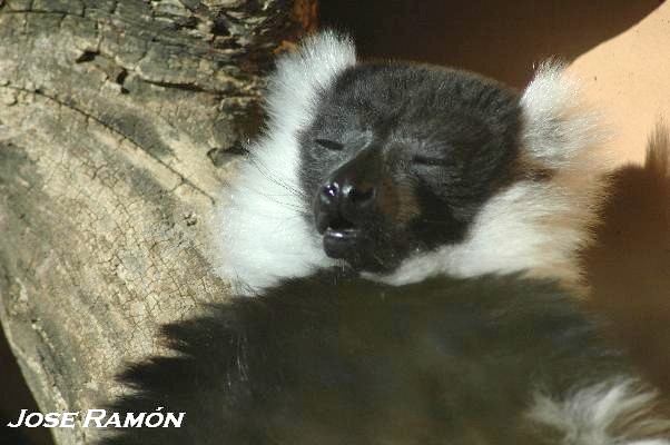 Foto de Jerez de la Frontera (Cádiz), España