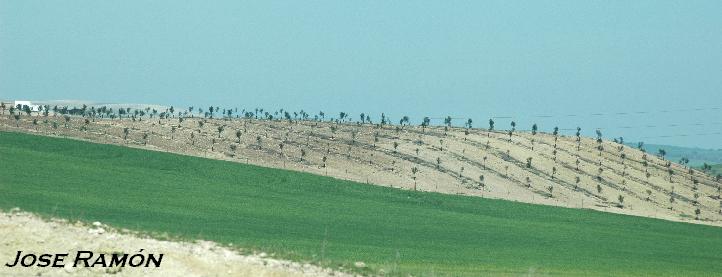 Foto de Jerez de la Frontera (Cádiz), España