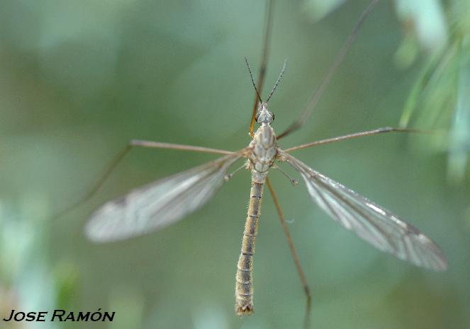 Foto de Jerez de la Frontera (Cádiz), España