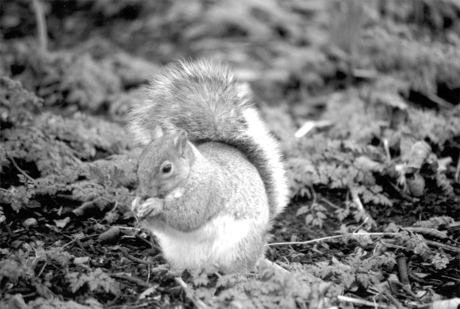 Foto de Londres, El Reino Unido