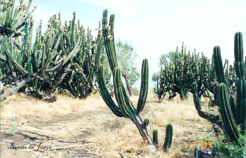 Foto de Jalisco, México