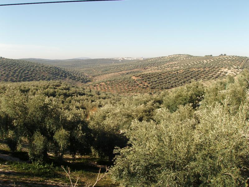 Foto de Encinas Reales (Córdoba), España