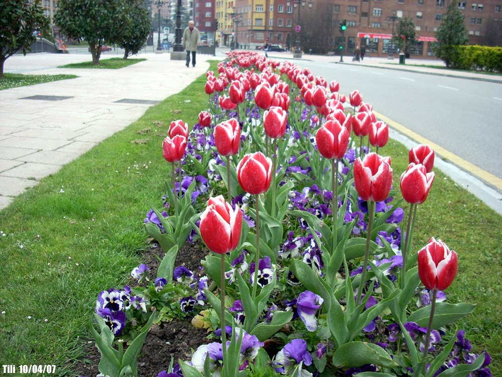 Foto de Oviedo (Asturias), España