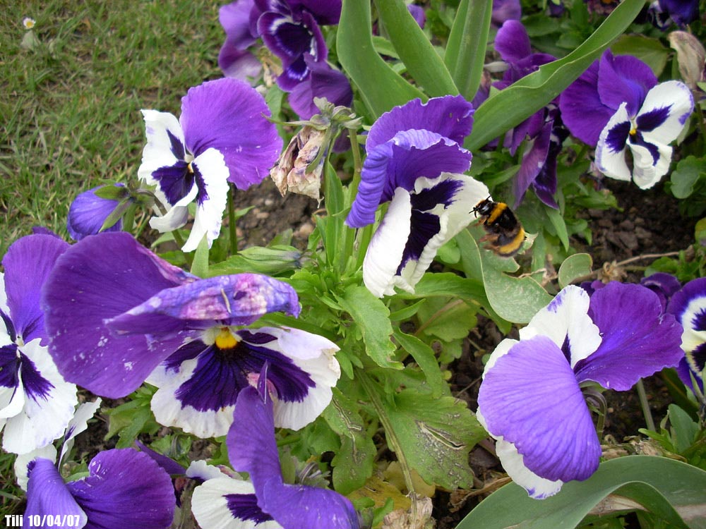 Foto de Oviedo (Asturias), España