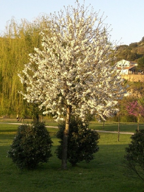 Foto de Mirandela, Portugal