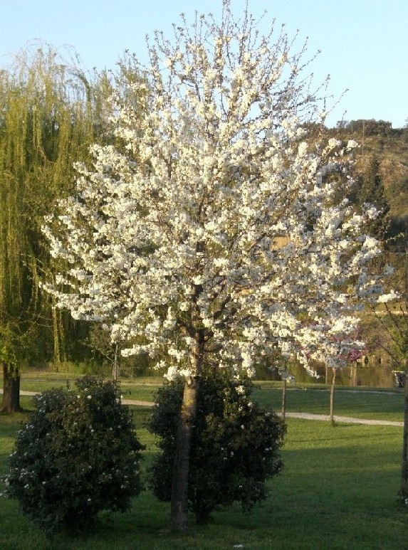Foto de Mirandela, Portugal