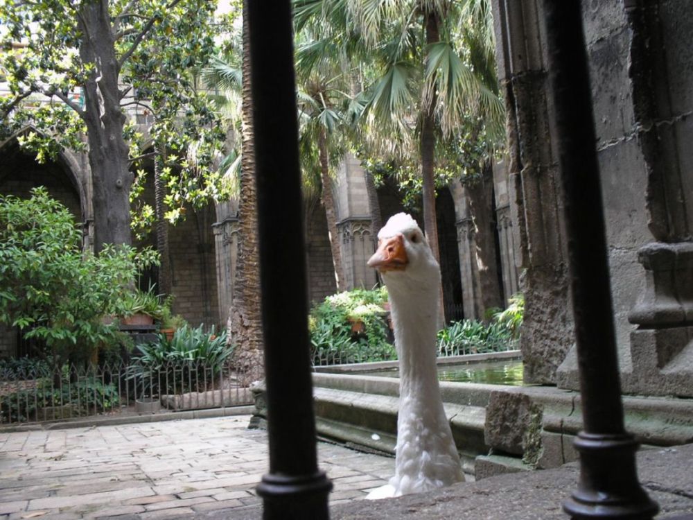 Foto de Barcelona (Cataluña), España