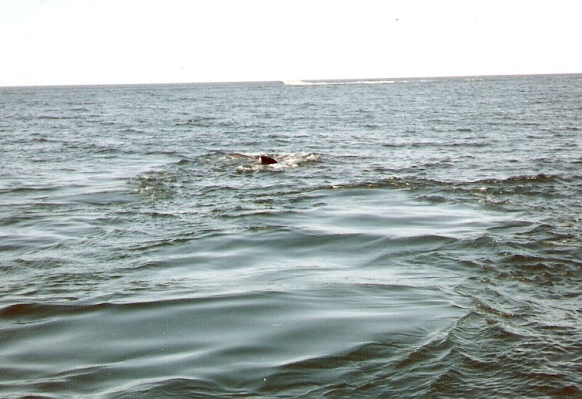 Foto de Puerto Madryn, Chubut., Argentina