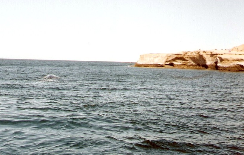 Foto de Puerto Madryn, Chubut., Argentina