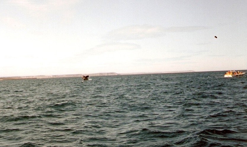 Foto de Puerto Madryn, Chubut., Argentina