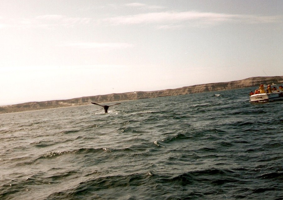 Foto de Puerto Madryn, Chubut., Argentina