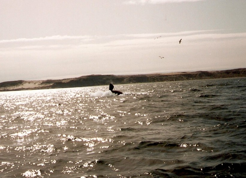 Foto de Puerto Madryn, Chubut., Argentina
