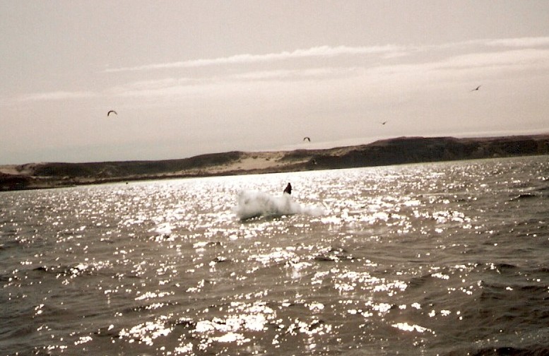 Foto de Puerto Madryn, Chubut., Argentina