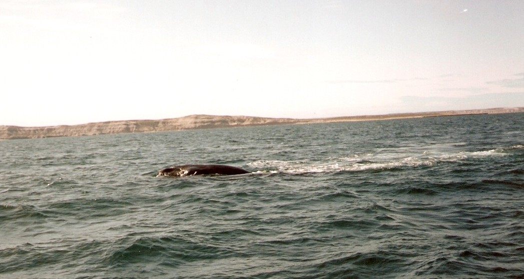 Foto de Puerto Madryn, Chubut., Argentina