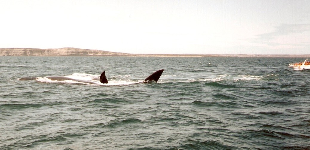 Foto de Puerto Madryn, Chubut., Argentina