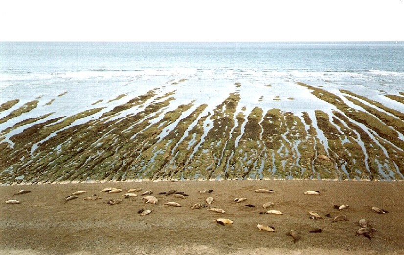 Foto de Puerto Madryn, Chubut., Argentina