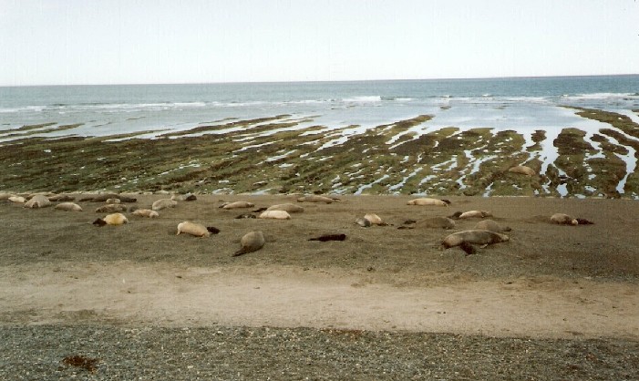Foto de Puerto Madryn, Chubut., Argentina