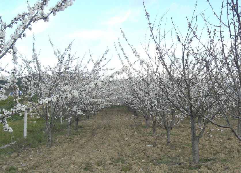 Foto de Vila Flor (Portugal), Portugal