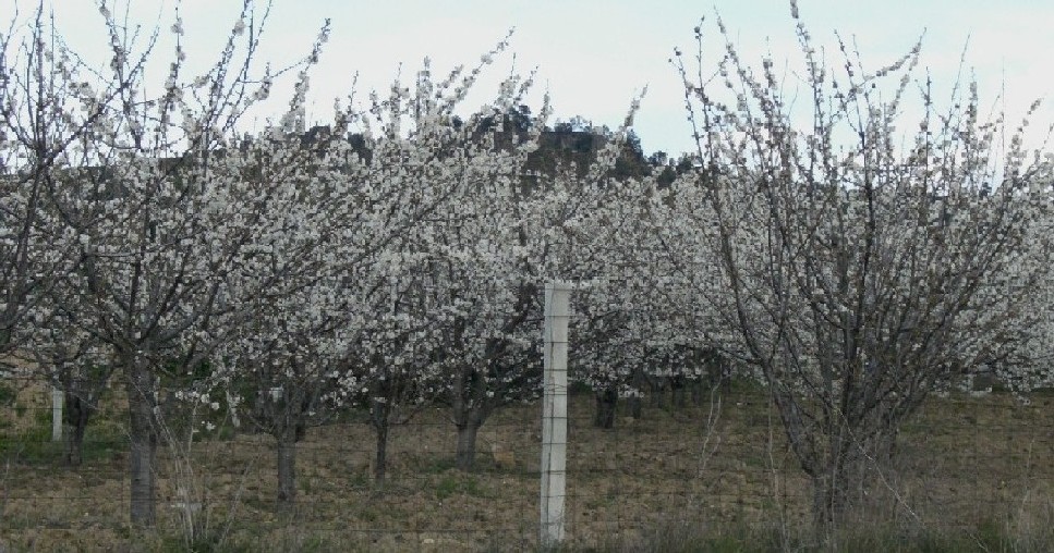 Foto de Vila Flor, Portugal