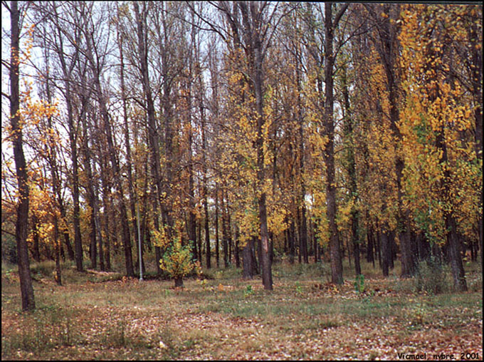 Foto de Almazán (Soria), España