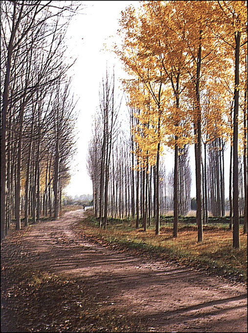 Foto de Cartuja Baja (Zaragoza), España