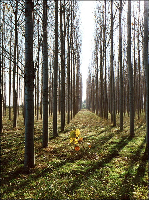 Foto de Cartuja Baja (Zaragoza), España