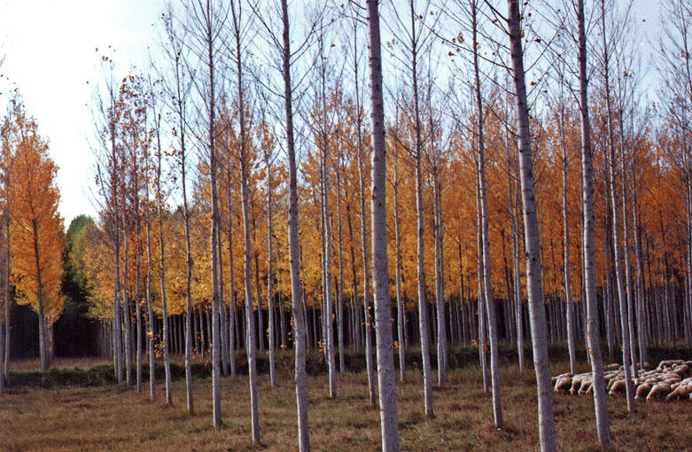 Foto de Cartuja Baja (Zaragoza), España